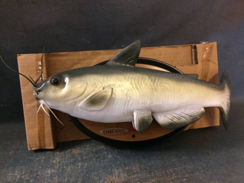 Cool Singing Catfish
