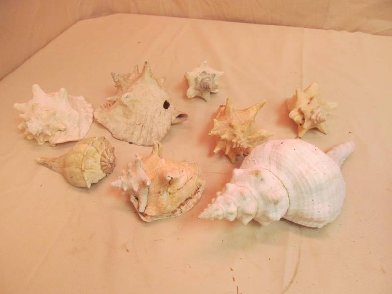 lot 182 image: Large Sea Shells