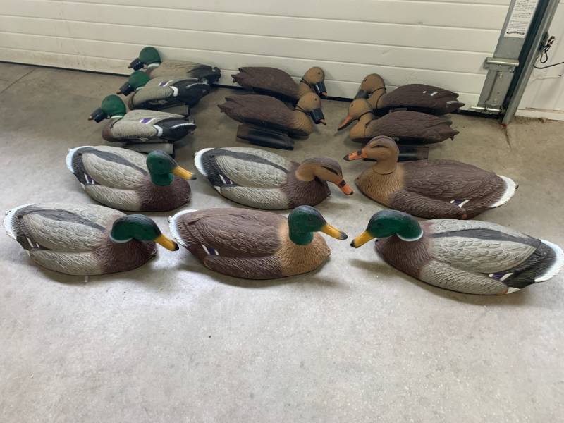 lot 37 image: Lot of 14 Duck (Mallard) Decoys with Tub
