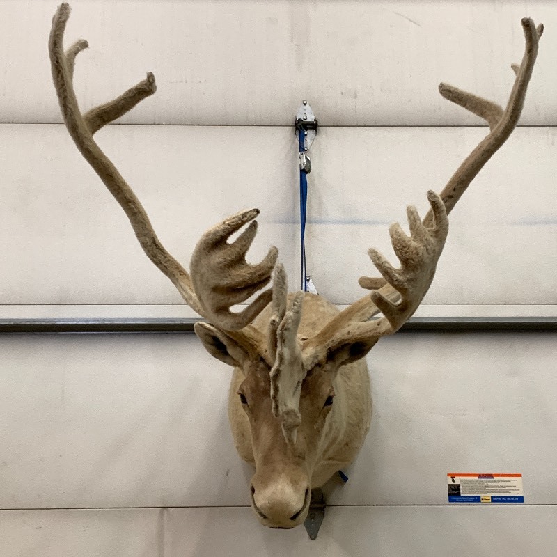 lot 1 image: In-Velvet Caribou Mount