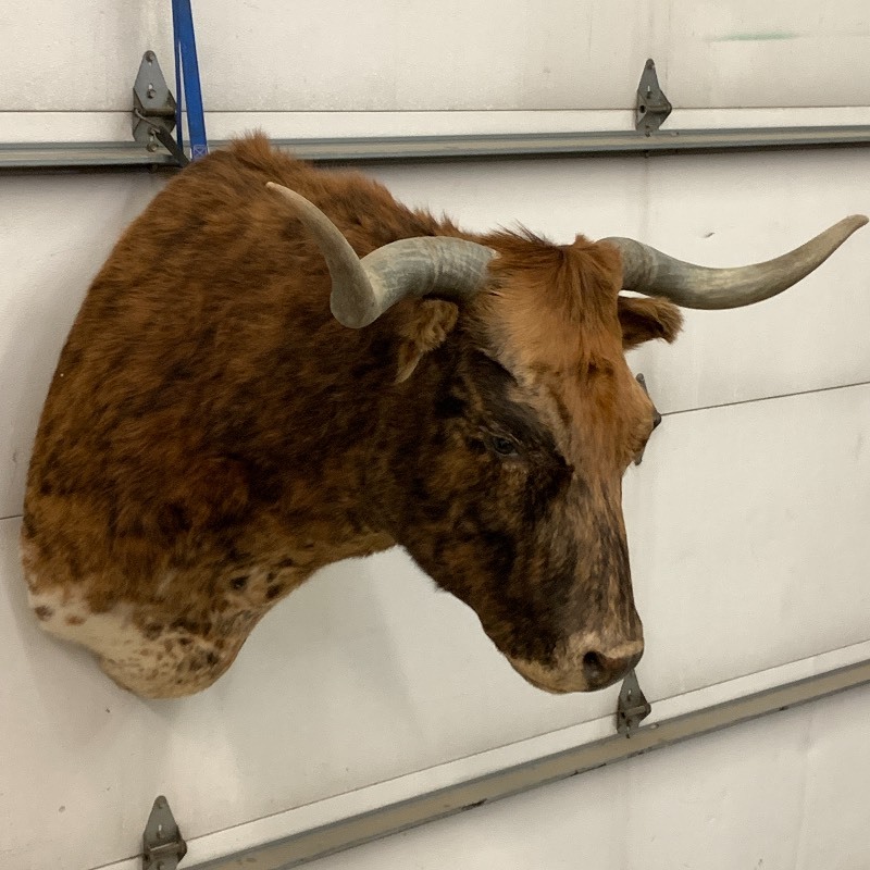 lot 2 image: Texas Longhorn Cattle Mount