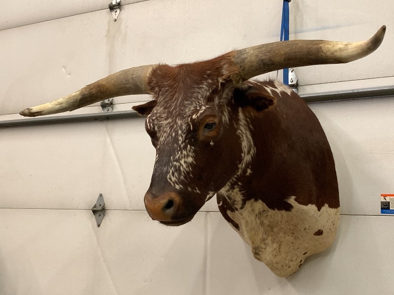 lot 3 image: Texas Longhorn Cattle Mount