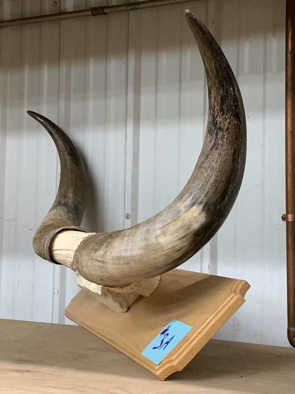 lot 3A image: Texas Longhorn Cattle Skull & Horn Mount