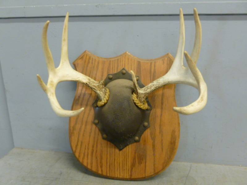 lot 146 image: Deer Antler