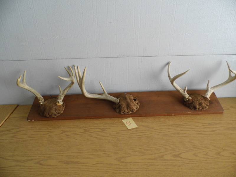 lot 81 image: Antlers
