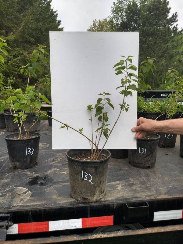 lot 132 image: 1.5 ft. Old Fashioned Lilac