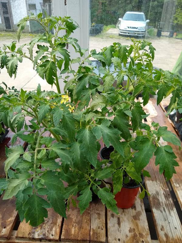 lot 142 image: Steak Sandwich Tomato plants  Lot of 4 plants