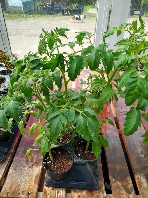 lot 143 image: Steak Sandwich Tomato plants  Lot of 4 plants