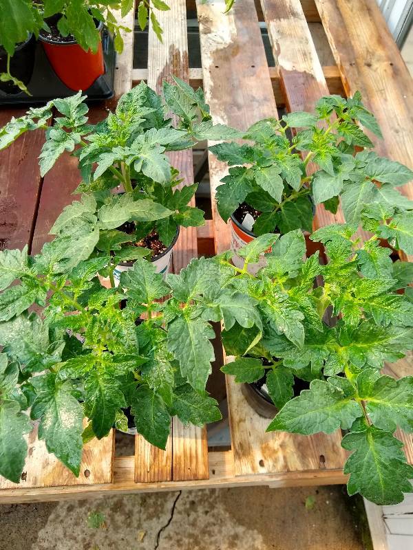 lot 144 image: Patio Princess Tomato plants  Lot of 4 plants