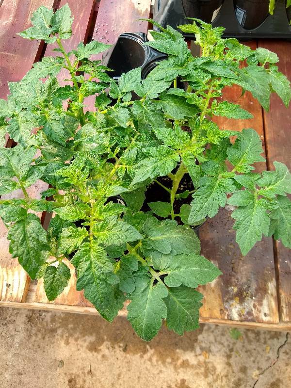 lot 145 image: Patio Princess Tomato plants  Lot of 4 plants