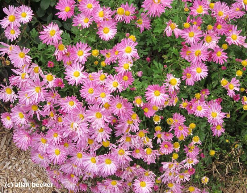 lot 63 image: 1 gallon Chrysanthemum  Lot of 2