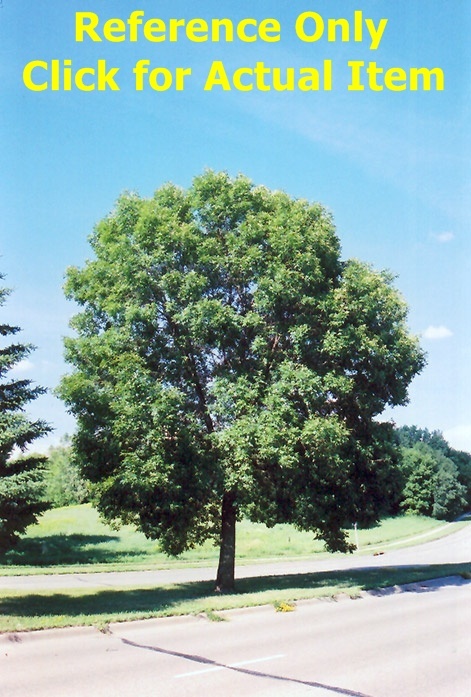 lot 5 image: 10 ft. Green Ash