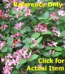 lot 59 image: 2 ft. Honeysuckle shrub