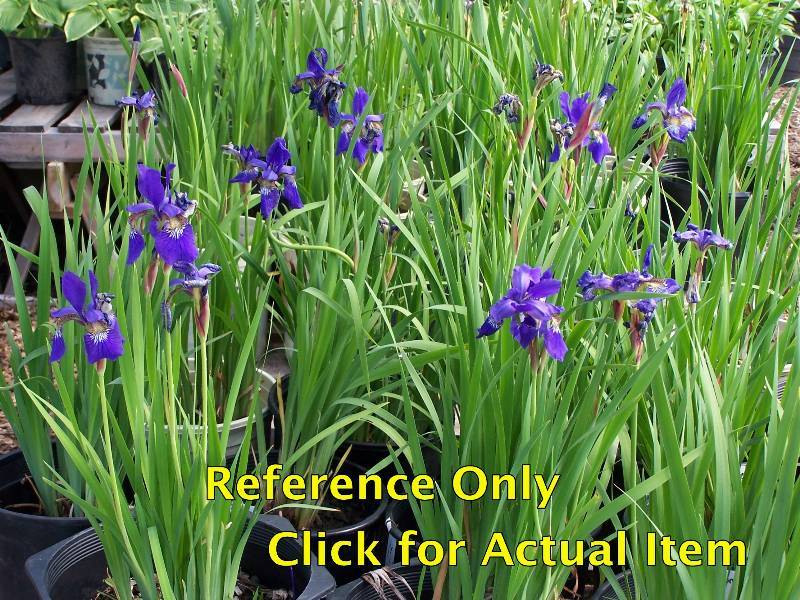 lot 70 image: 2 gallon purple Siberian Iris