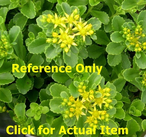 lot 53 image: 1 gallon Sedum Lot of 2