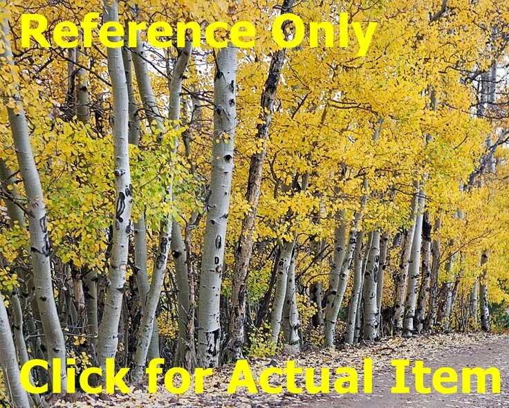 lot 2 image: 10 ft. Quaking Aspen