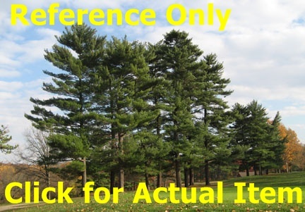 lot 11 image: 1-1.5 ft. White Pine Lot of 2