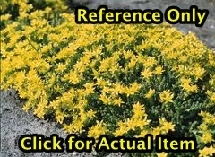 lot 55 image: 1 gallon Sedum Lot of 2
