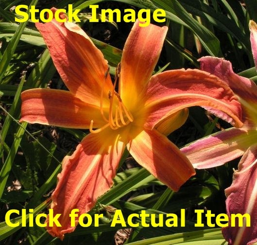 lot 101 image: 1 gallon orange Daylily Lot of 3