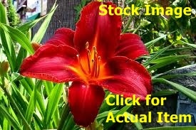 lot 105 image: 2 gallon Red Daylily