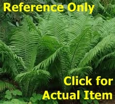 lot 138 image: 2 gallon Fern Lot of 2