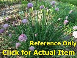 lot 56 image: 1 gallon Chives Lot of 2