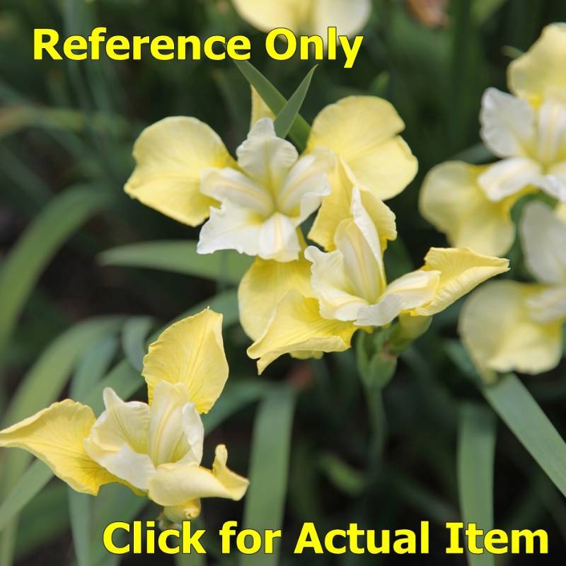 lot 72 image: 2 gallon pale yellow Siberian Iris