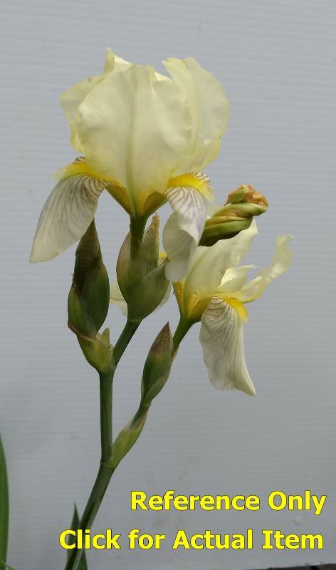 lot 65 image: 1.5 gallon Butter Yellow Iris