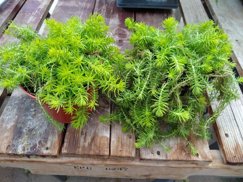 lot 146 image: Sedum, Angelina, Lot of 2 - 6 pots