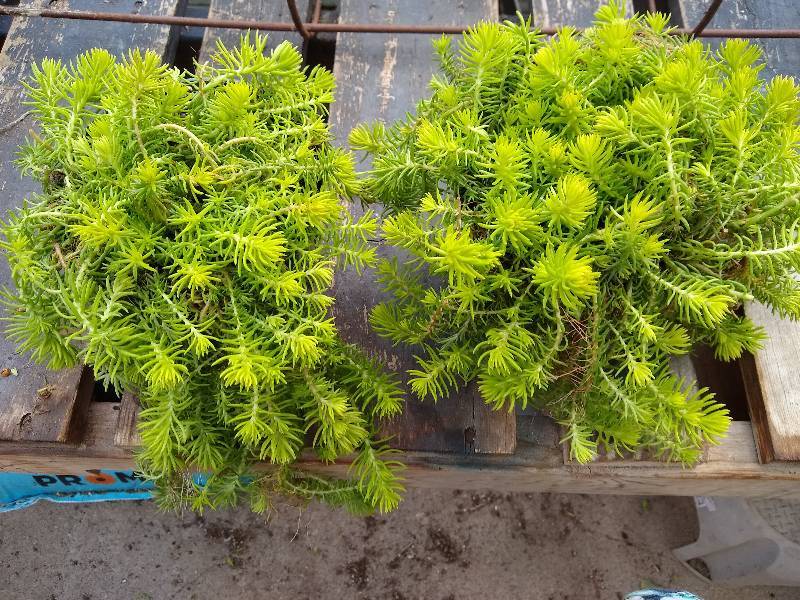 lot 147 image: Sedum, Angelina, Lot of 2 - 6 pots