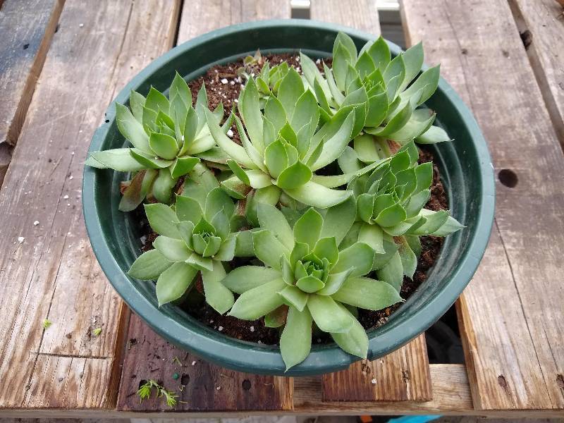 lot 148 image: Sedum Hen & Chicks in 10 pot