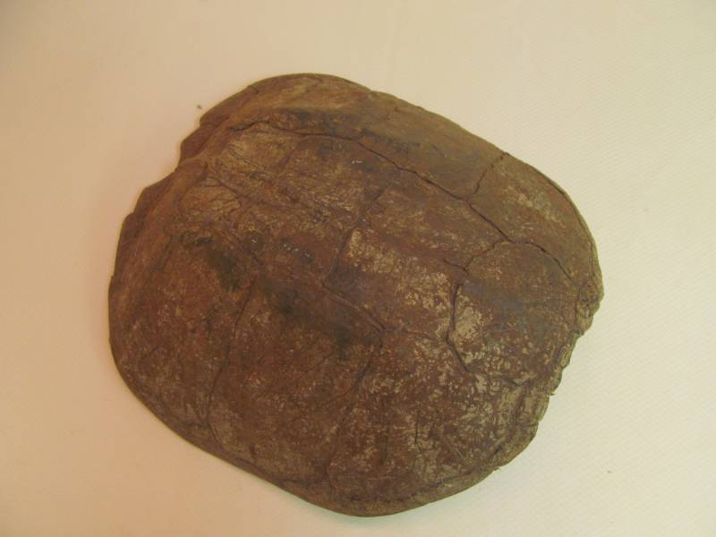 lot 58 image: Large Turtle Shell for Painting