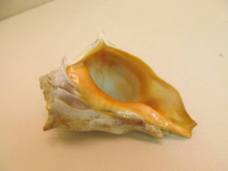 lot 62 image: Large Sea Shell