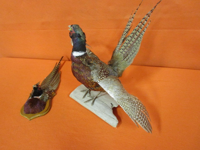 lot 60 image: Pheasant Mounts