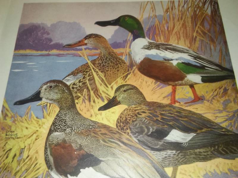 lot 135 image: 3 rare Lynn Bogue Hunt Birds reprints 1917
