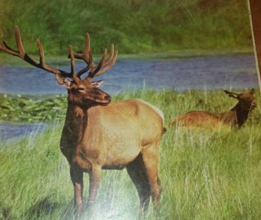 lot 177 image: 1967 (9) American Riflemen Magazine