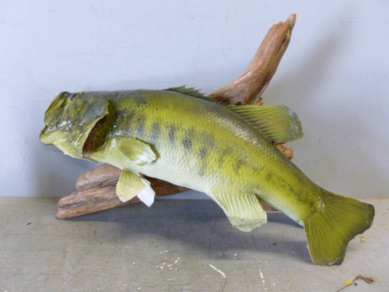 lot 178 image: Fish Mount