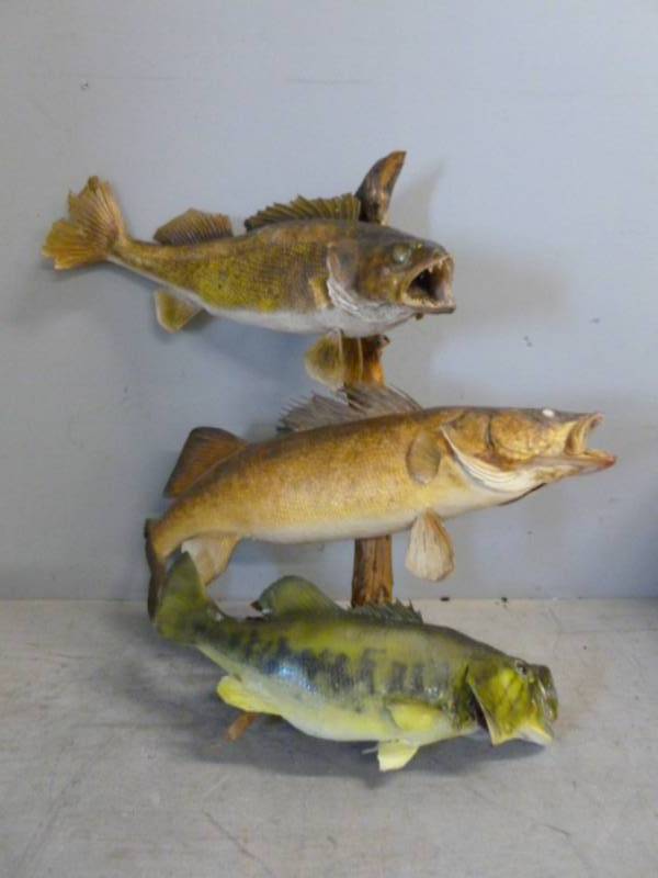 lot 179 image: Fish Mount