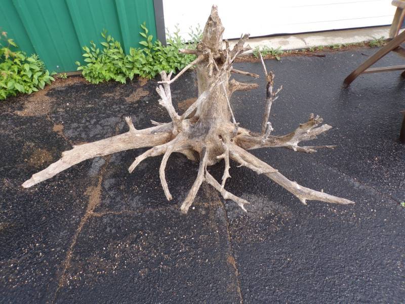 lot 55 image: Drift Wood Tree Root