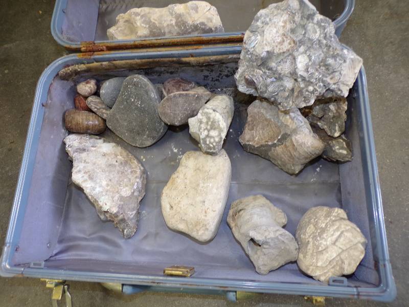lot 201 image: Rock Fossiles with Vintage Suitcase