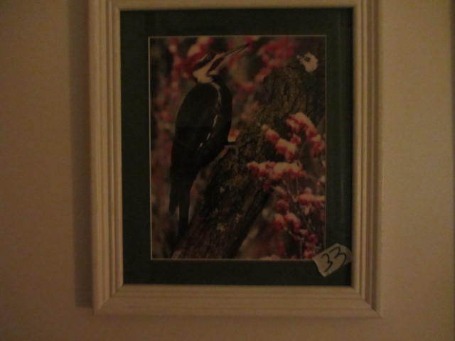 Pileated Woodpecker Photo