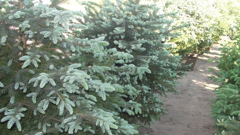 lot 37 image: 5 FT.  COLORADO BLUE SPRUCE