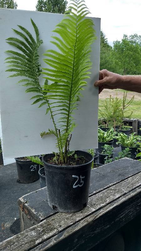 2 gallon Ostrich Fern