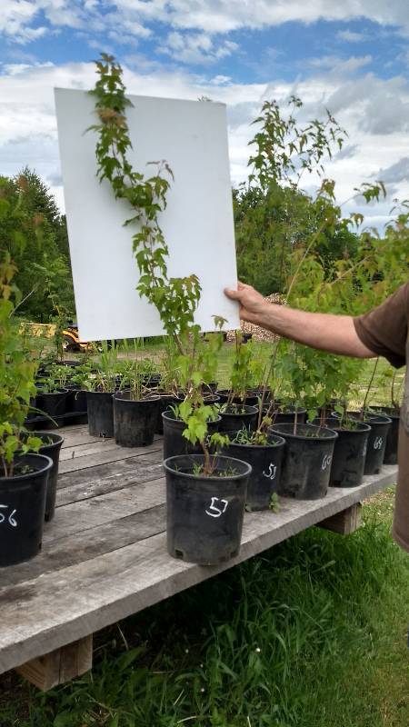 2 -3 ft. Amur Maple