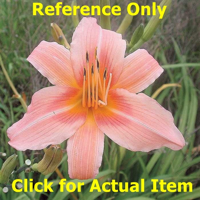 2 gallon Peach Daylily