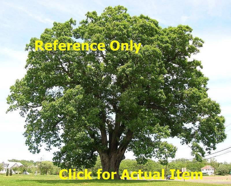 8 ft. White Oak