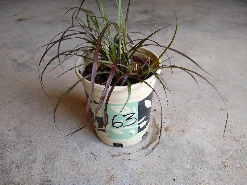 1 gallon Purple Fountain Grass