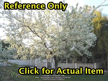 8 American Plum