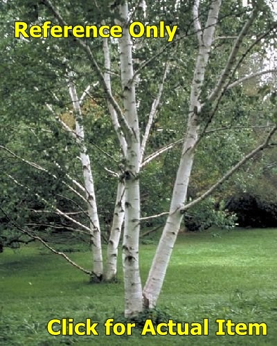 7 ft. Paper Birch Clump