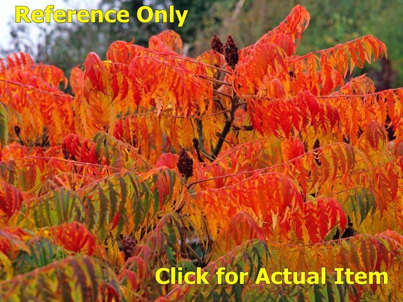 3 Gallon Sumac